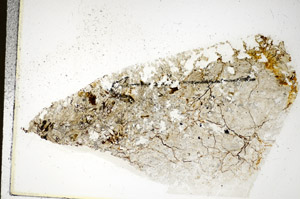 Plane Polarized, S85987