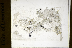 Plane Polarized, S85999