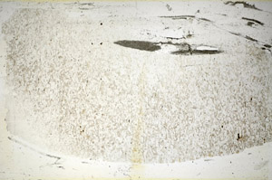 Plane Polarized, S86016