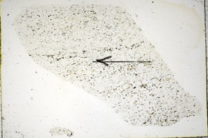 Plane Polarized, S86028