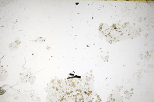 Plane Polarized, S86029