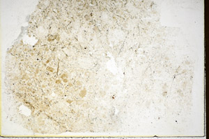 Plane Polarized, S86041