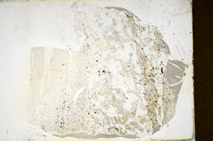Plane Polarized, S86062