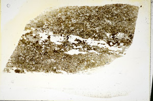 Plane Polarized, S86099