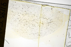 Plane Polarized, S86116