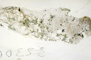 Plane Polarized, S86186
