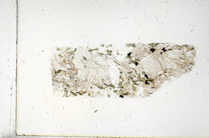 Plane Polarized, S86188