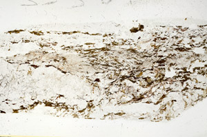 Plane Polarized, S86194