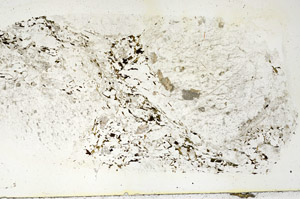 Plane Polarized, S86239
