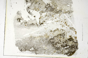 Plane Polarized, S86274