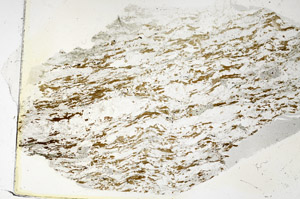 Plane Polarized, S86276