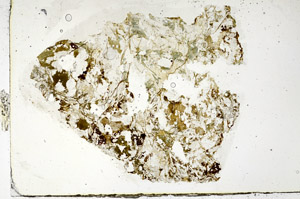 Plane Polarized, S86284