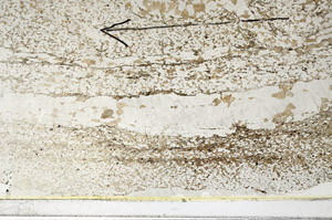 Plane Polarized, S86292