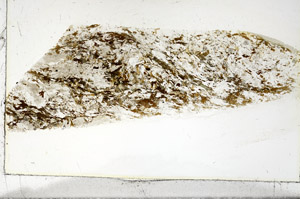 Plane Polarized, S86297
