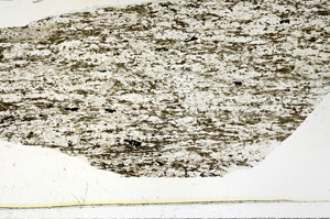 Plane Polarized, S86312