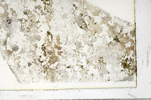 Plane Polarized, S86313