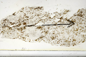 Plane Polarized, S86324