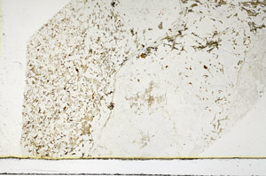 Plane Polarized, S86336