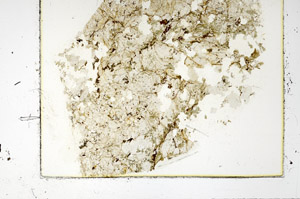Plane Polarized, S86354