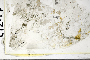 Plane Polarized, S86415