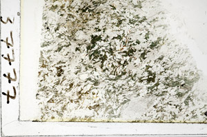Plane Polarized, S86418