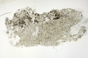 Plane Polarized, S86431