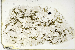 Plane Polarized, S86440