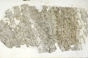 Plane Polarized, S86444