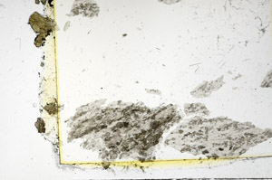 Plane Polarized, S86452