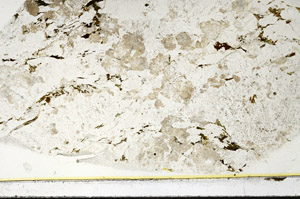 Plane Polarized, S86455