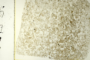 Plane Polarized, S86473