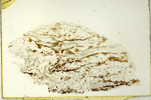 Plane Polarized, S86475