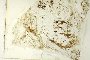 Plane Polarized, S86476