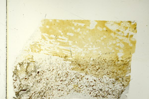 Plane Polarized, S86481