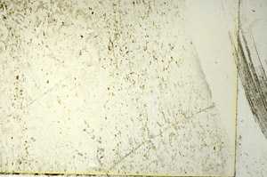 Plane Polarized, S86483
