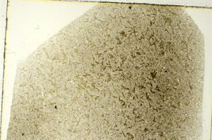 Plane Polarized, S86497