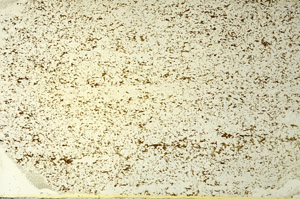Plane Polarized, S86505