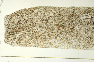 Plane Polarized, S86522