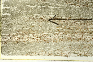 Plane Polarized, S86523