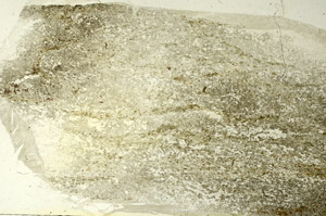 Plane Polarized, S86529