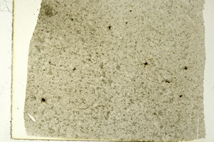Plane Polarized, S86536