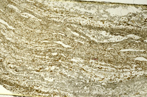 Plane Polarized, S86537