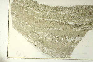 Plane Polarized, S86570