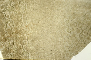 Plane Polarized, S86575