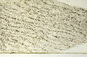 Plane Polarized, S86577