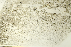 Plane Polarized, S86579