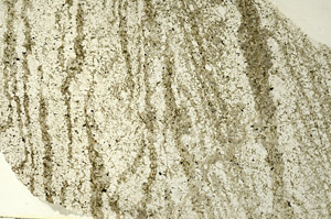Plane Polarized, S86589