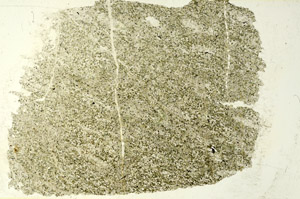 Plane Polarized, S86594