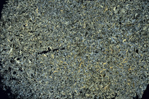 Cross Polarized, S86613