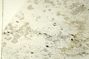 Plane Polarized, S86694